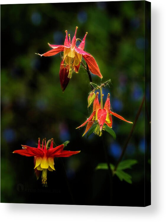 Wildflower Acrylic Print featuring the photograph Columbine by Fred Denner