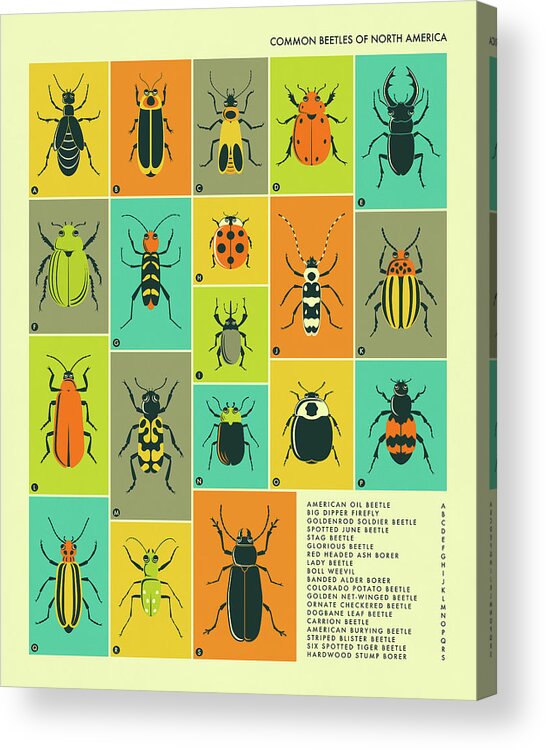 Beetles Acrylic Print featuring the digital art Common Beetles Of North America by Jazzberry Blue