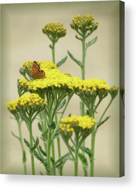 American Copper Butterfly Acrylic Print featuring the photograph Copper on Yellow - Butterfly - Vignette by MTBobbins Photography