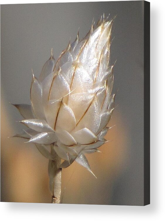 Centaurea Acrylic Print featuring the photograph Cornflower Seed Pod by Michele Penner