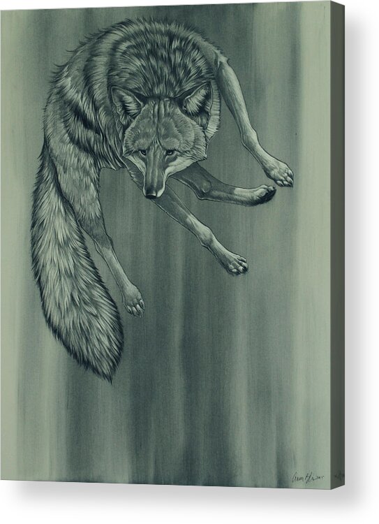 Coyote Acrylic Print featuring the digital art Coyote by Aaron Blaise