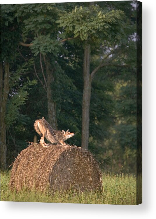 Coyote Acrylic Print featuring the photograph Coyote Stretching on Hay Bale by Michael Dougherty