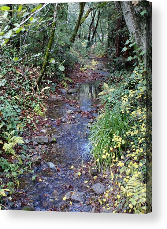 Mount Tamalpais Acrylic Print featuring the photograph Creek on Mt Tamalpais 2 by Ben Upham III