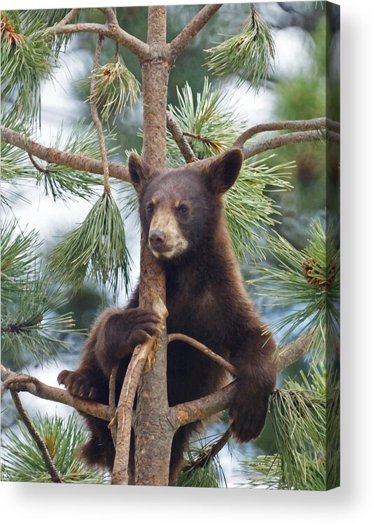 Bears Acrylic Print featuring the mixed media Cub in Tree Dry Brushed by Ernest Echols
