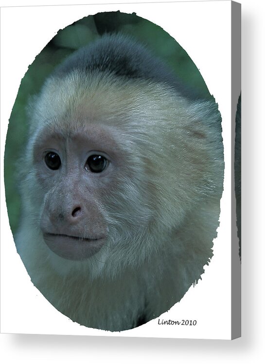 White-faced Capuchin Monkey Acrylic Print featuring the digital art Curious Capuchin by Larry Linton