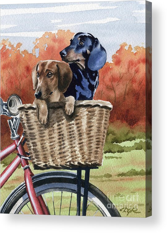 Dachshund Acrylic Print featuring the painting Dachshunds on a Bike by David Rogers