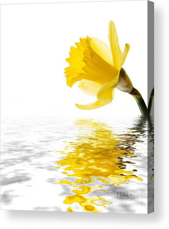 Background Acrylic Print featuring the photograph Daffodil reflected by Jane Rix