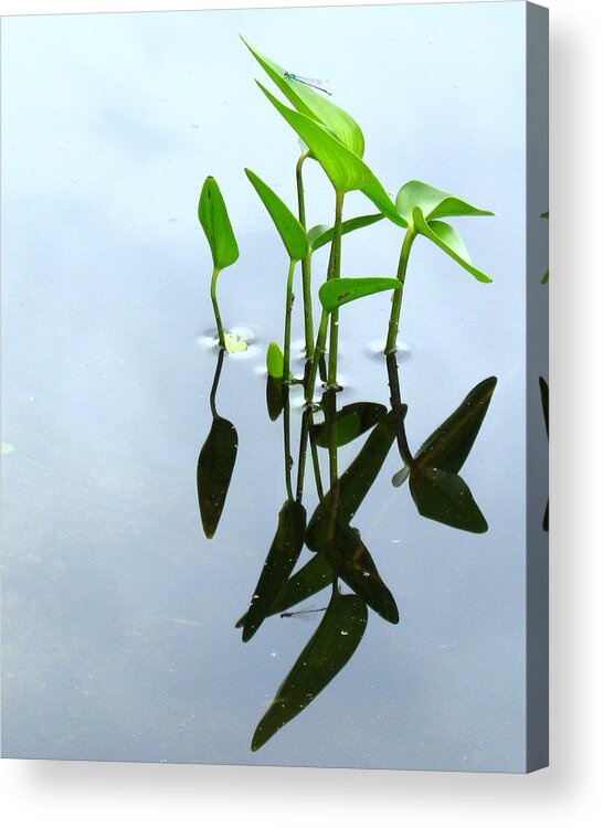 Pond Acrylic Print featuring the photograph Damselfly In The Mirror by Lori Lafargue