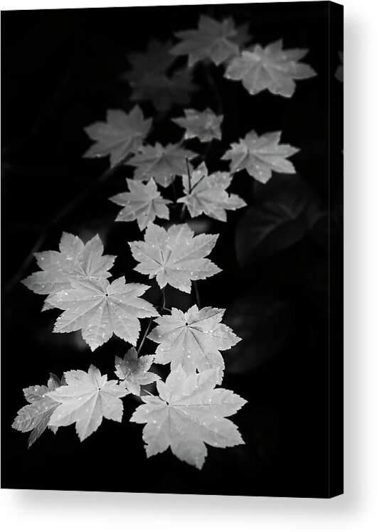 Canon Acrylic Print featuring the photograph Deep Forest Maple by Jon Ares