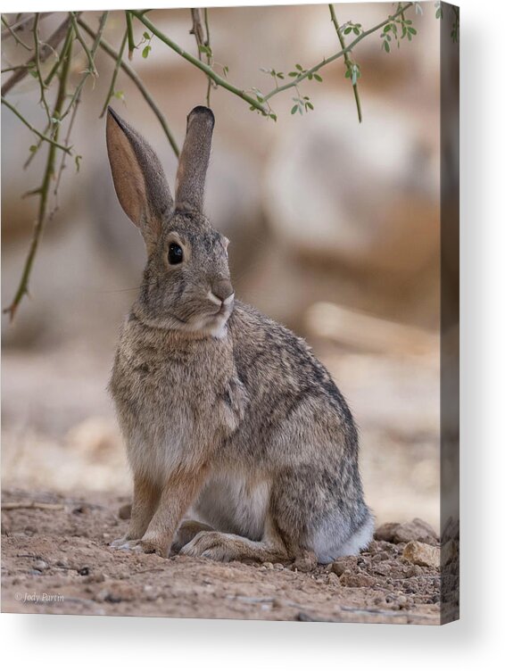 Nature Acrylic Print featuring the photograph Desert Cottontail by Jody Partin