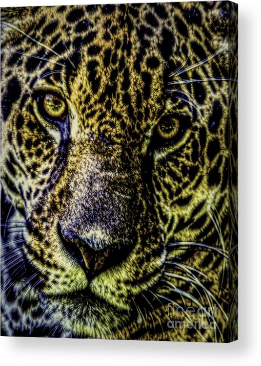 Big Cats Acrylic Print featuring the photograph Bebu by Ken Frischkorn