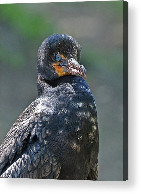 Cormorant Acrylic Print featuring the photograph Double-crested Cormorant by Ken Stampfer