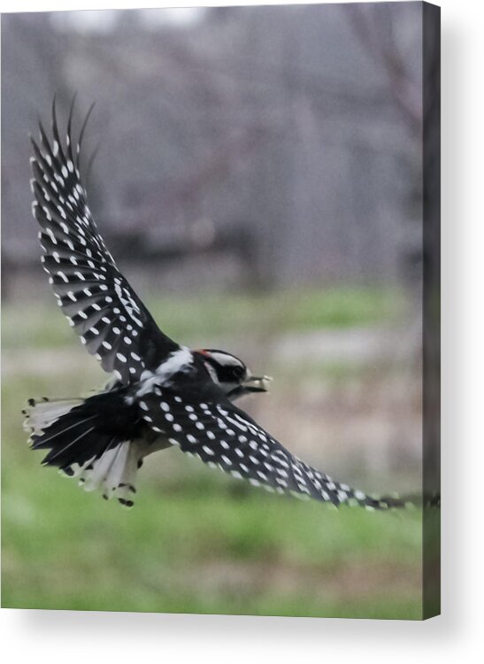 Jan Acrylic Print featuring the photograph Downy Woodpecker in Flight by Holden The Moment