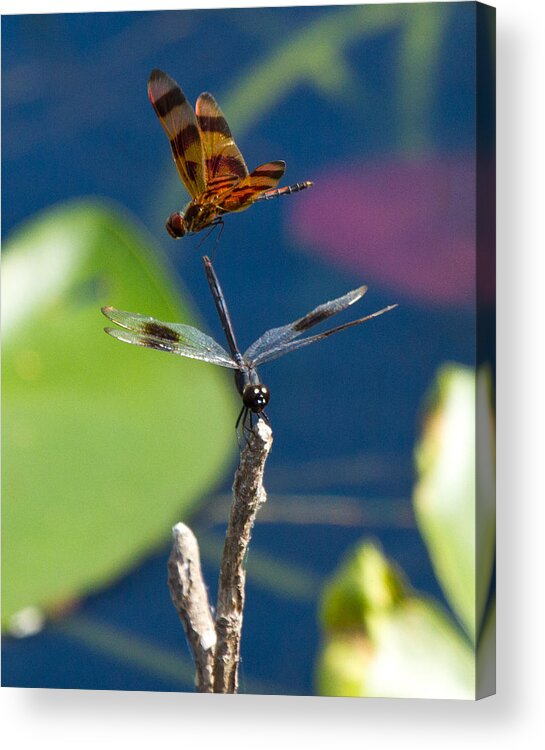 Dragon Fly Acrylic Print featuring the photograph Dragon Fly 195 by Michael Fryd