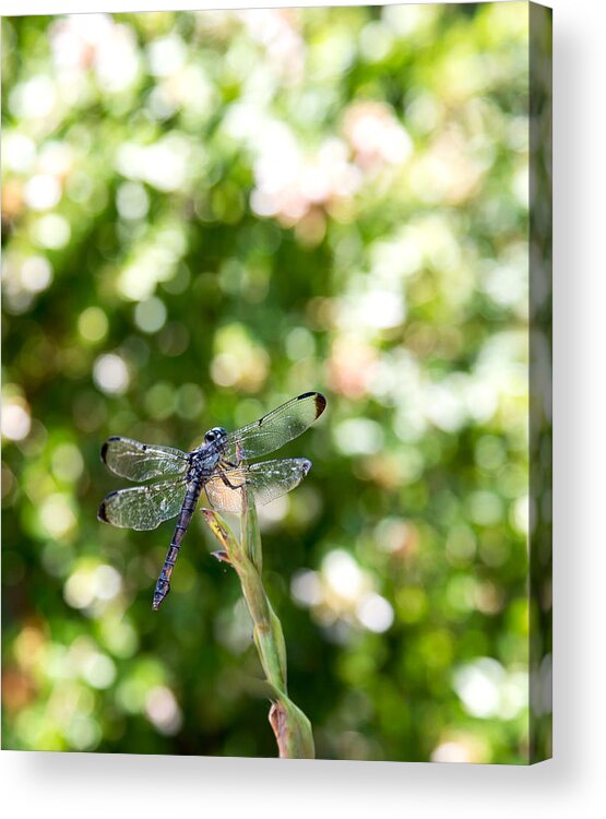 Dragonfly Acrylic Print featuring the photograph Dragonfly-1 by Charles Hite