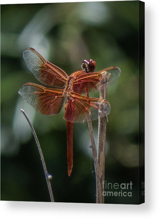 Dragonfly Acrylic Print featuring the photograph Dragonfly 9 by Christy Garavetto