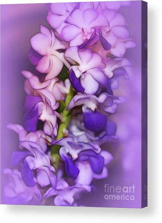 Orchid Acrylic Print featuring the photograph Dreaming of Orchids by Judi Bagwell