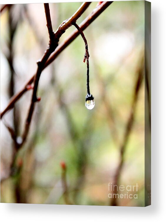 Rain Acrylic Print featuring the photograph Drop of Rain by Farzali Babekhan