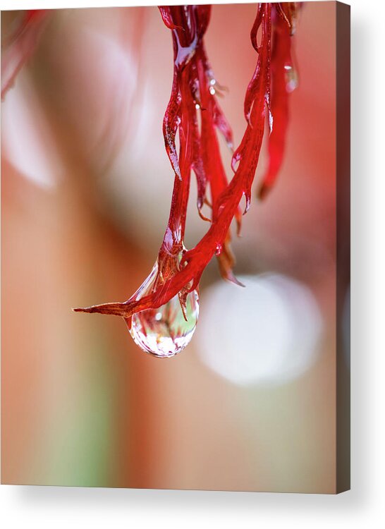 Japanese Maple Acrylic Print featuring the photograph Droplet by Catherine Avilez