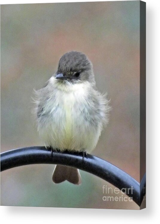 Birding Acrylic Print featuring the photograph Eastern Phoebe 4 by Lizi Beard-Ward