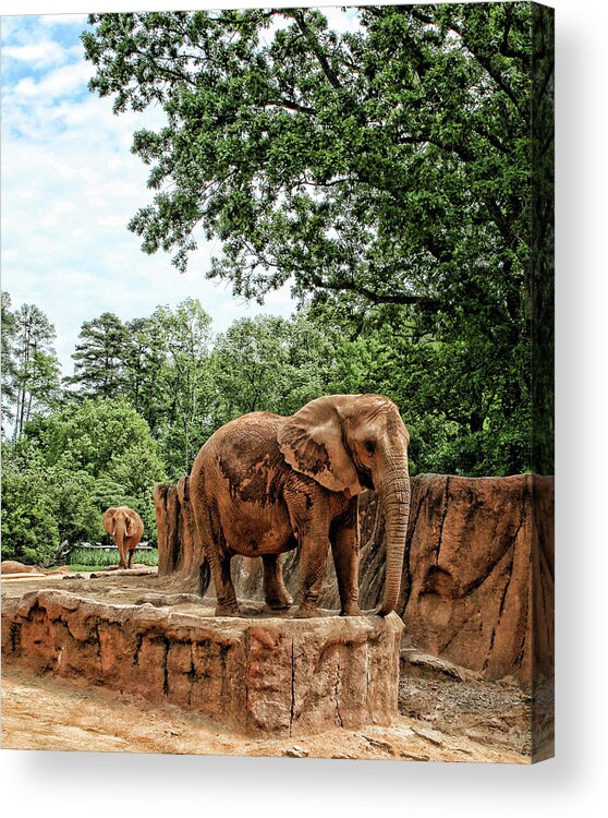 Elephant Acrylic Print featuring the photograph Elephant Walk by Cathy Harper