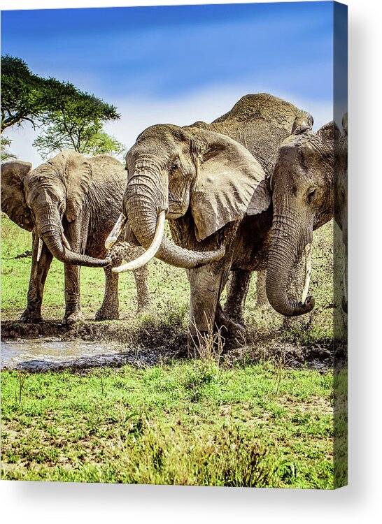 Elephants Acrylic Print featuring the photograph Mud Play by Janis Knight