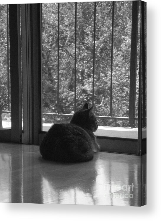 Cat Acrylic Print featuring the photograph Eliza by Cat Rondeau