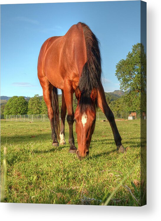 Equine Acrylic Print featuring the photograph Equine Beauty 0069 by Kristina Rinell