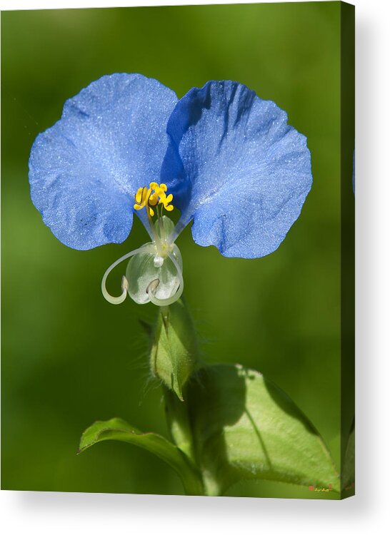 Nature Acrylic Print featuring the photograph Erect Dayflower DSMF0300 by Gerry Gantt