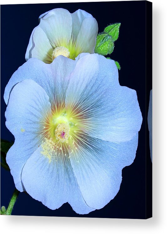 Alcea Acrylic Print featuring the photograph Evening Hollyhock by Tammy Schneider