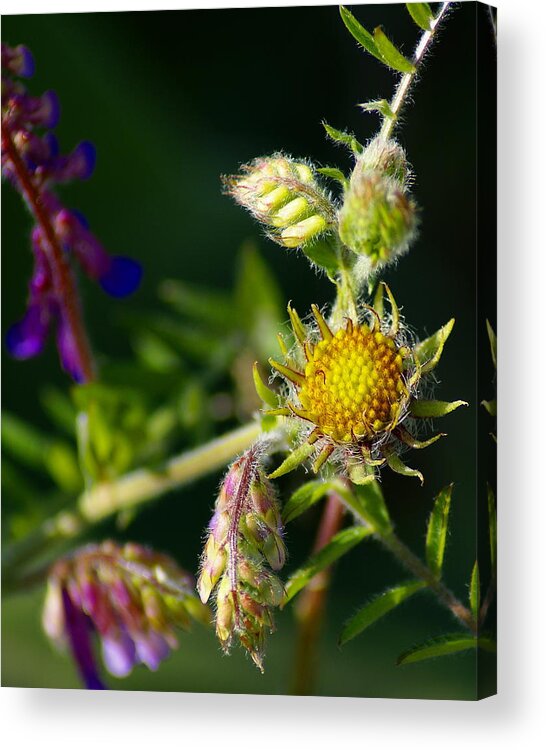 Flowers Acrylic Print featuring the photograph Eye Candy from the Garden by Ben Upham III