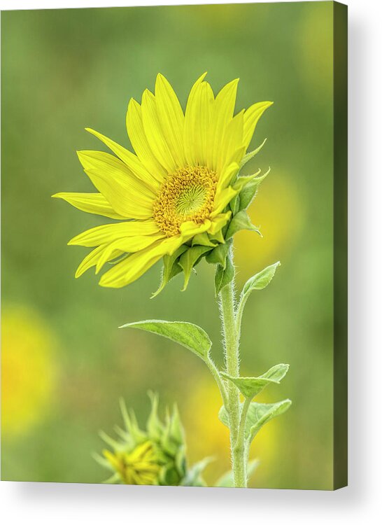 Sunflower Acrylic Print featuring the photograph Facing the Sun by Richard Macquade