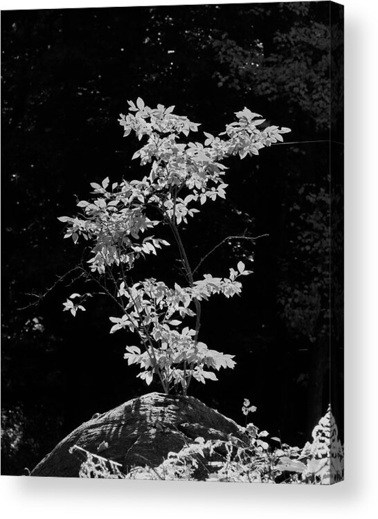 Fall Acrylic Print featuring the photograph Fall Illumination in B/W by William Selander
