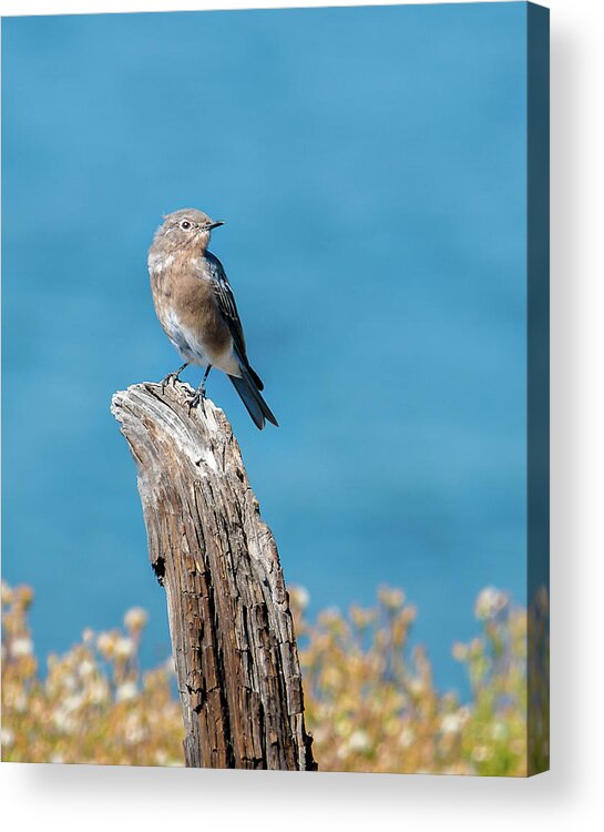Spring Acrylic Print featuring the photograph Female Bluebird In Yellowstone by Yeates Photography