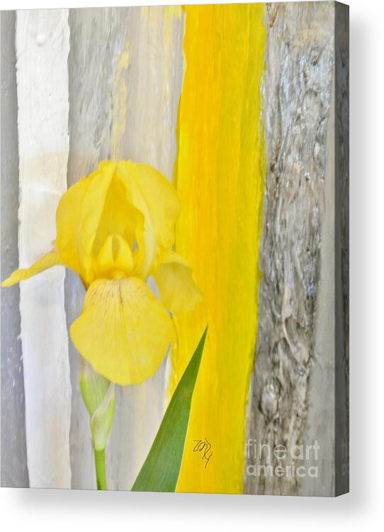 Photo Acrylic Print featuring the photograph First Yellow Iris by Marsha Heiken