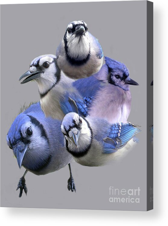 Names Of Birds Acrylic Print featuring the photograph Five Of A Kind by Skip Willits