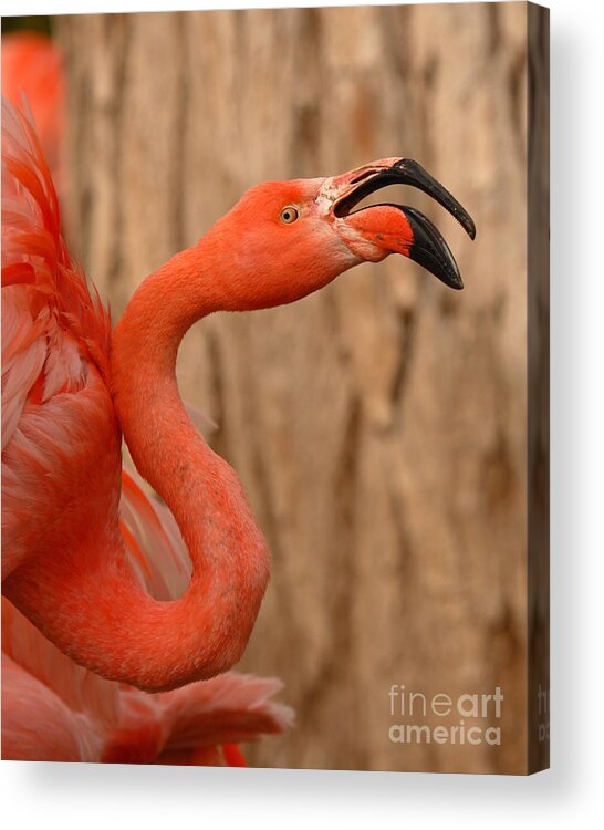Bird Acrylic Print featuring the photograph Flamingo Calling Out by Max Allen