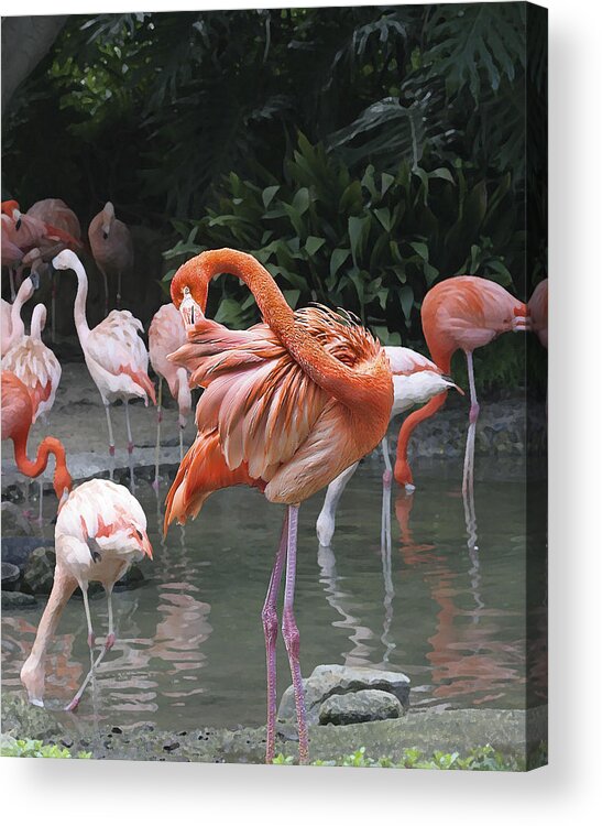 Torrey E. Smith Acrylic Print featuring the photograph Flamingo Preening IMG_2898 by Torrey E Smith