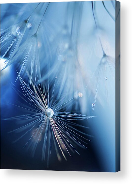 Dandelion Acrylic Print featuring the photograph Floating Away by Rebecca Cozart