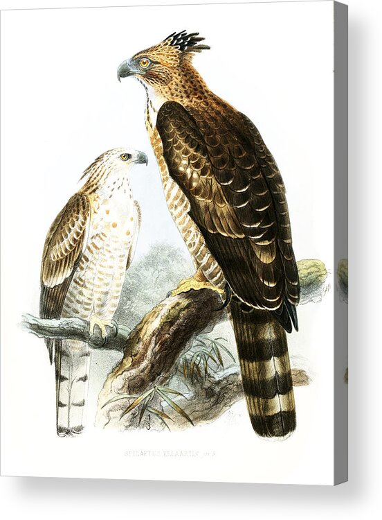 John Gerrard Keulemans Acrylic Print featuring the drawing Flores Hawk-Eagles by John Gerrard Keulemans