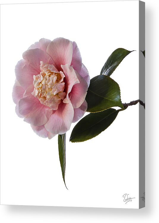 Flower Acrylic Print featuring the photograph Fluffy Pink Camellia by Endre Balogh