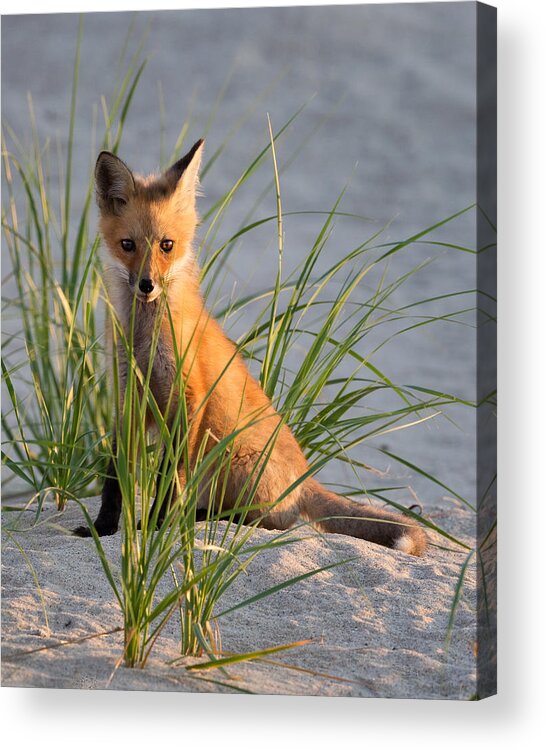 Red Fox Acrylic Print featuring the photograph Fox Kit Portrait by Bill Wakeley
