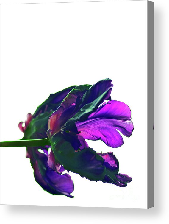 Fuchsia Tulip Acrylic Print featuring the photograph Fuchsia Tulip by Silva Wischeropp