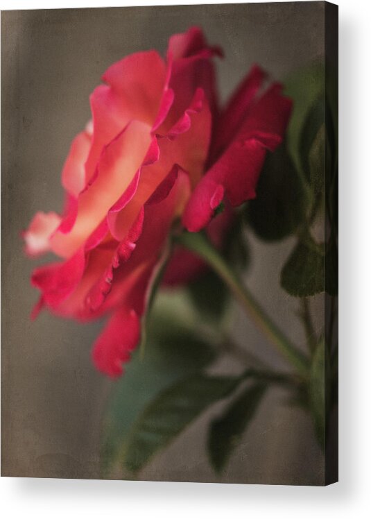 Flower Acrylic Print featuring the photograph Garden Rose 8822 by Teresa Wilson