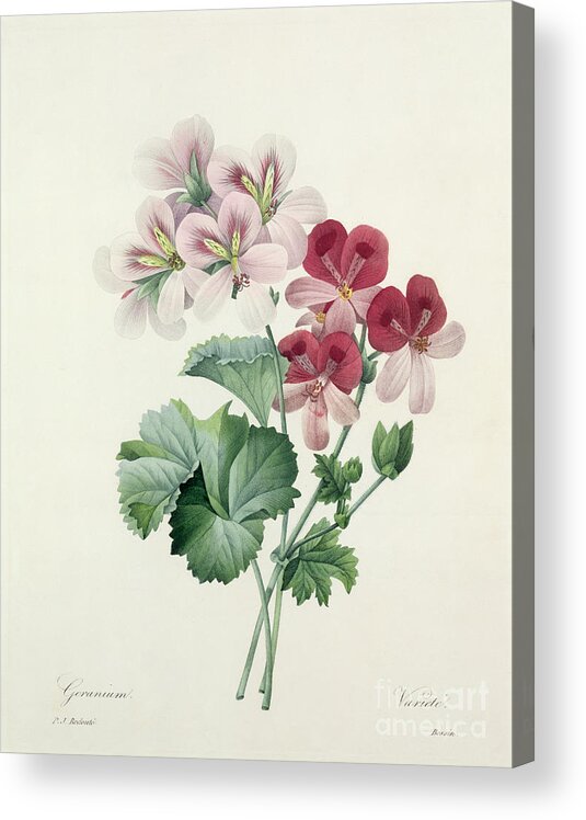 Geranium Acrylic Print featuring the drawing Geranium Variety by Redoute by Pierre Joseph Redoute