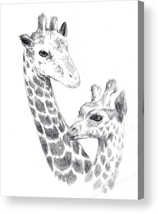 Giraffe Acrylic Print featuring the drawing Giraffes by Alice Chen