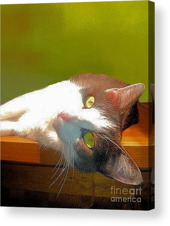 Cat Acrylic Print featuring the photograph Girlie Cat on Fireplace by Janette Boyd