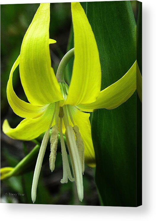 Glacier Lily Acrylic Print featuring the photograph Glacier Lily by Tracey Vivar