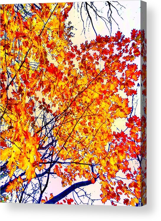 Overland Park Acrylic Print featuring the photograph Glorious Foliage by Michael Oceanofwisdom Bidwell