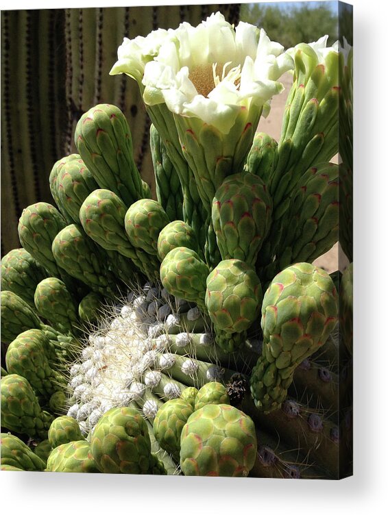 Botanical Acrylic Print featuring the photograph Glory by Cheryl Goodberg